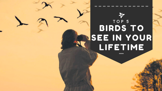 Top Five Birds to See in Your Lifetime