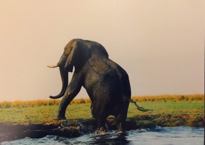 Jutta-Curatolo-Elephant