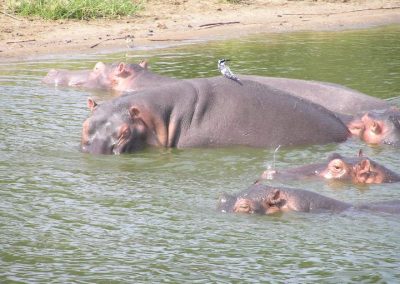 Jutta-Curatolo-Hippo